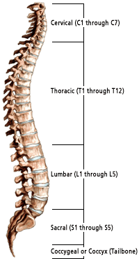 spinal_column_illus001